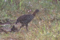 Pternistis bicalcaratus