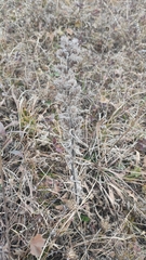 Echium vulgare