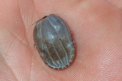Hyalomma dromedarii