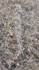 Echium vulgare