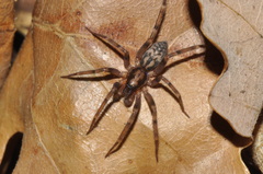 Liocranum rupicola