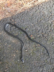 Diadophis punctatus punctatus