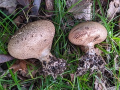 Scleroderma verrucosum