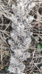 Echium vulgare