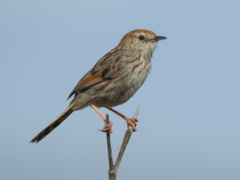 Cisticola subruficapilla