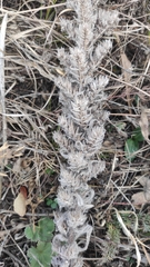 Echium vulgare