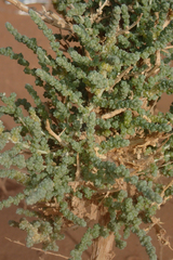 Caroxylon imbricatum