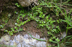 Epilobium brunnescens