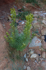 Tagetes minuta