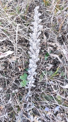 Echium vulgare
