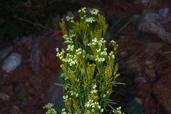 Tagetes minuta