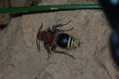 Pseudophotopsis