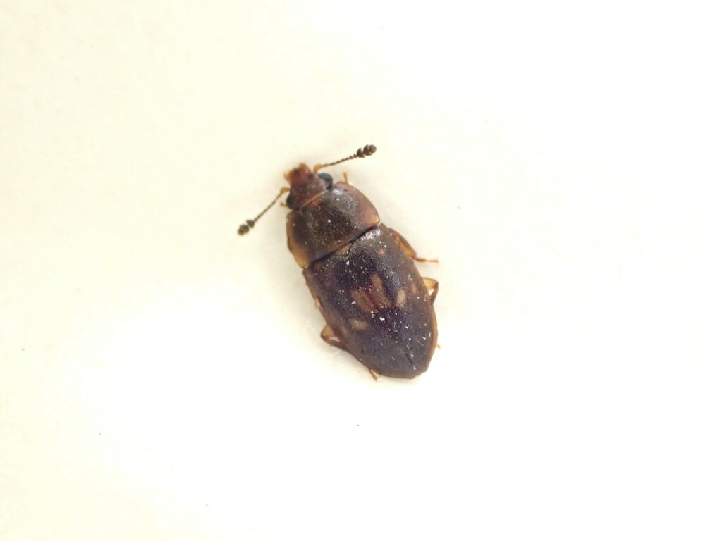 Epuraea signata