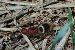 Pseudophotopsis