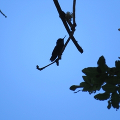 Sephanoides sephaniodes