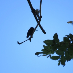 Sephanoides sephaniodes