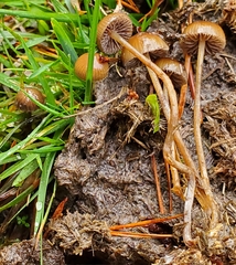 Psilocybe