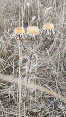 Carlina vulgaris