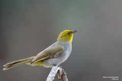 Pycnonotus xantholaemus