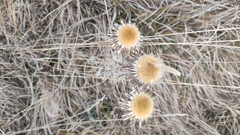 Carlina vulgaris