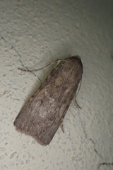 Actebia photophila