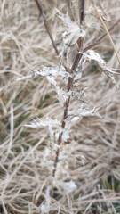 Carlina vulgaris