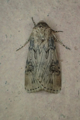 Agrotis herzogi
