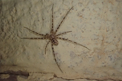 Hersiliola