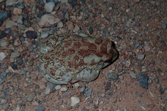 Sclerophrys mauritanica