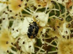 Anthrenus scrophulariae