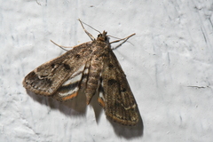 Parapoynx obscuralis