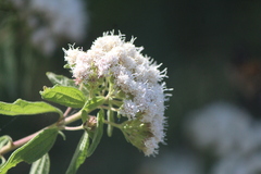 Ageratina brevipes