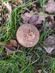 Scleroderma verrucosum