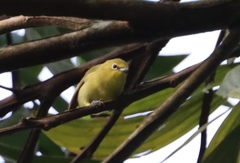 Zosterops senegalensis