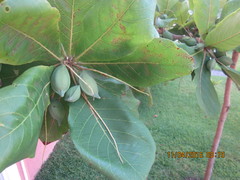 Terminalia catappa
