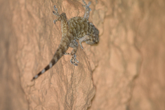 Tarentola boehmei