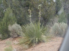 Yucca angustissima