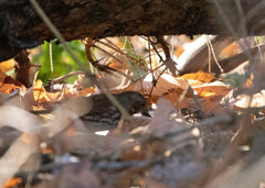 Passerella iliaca iliaca