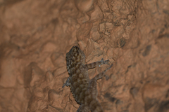 Tarentola boehmei