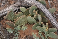 Opuntia aurea