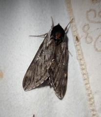 Sphinx poecila
