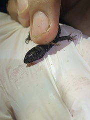 Lepidophyma tuxtlae