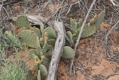 Opuntia aurea