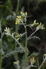 Senecio sylvaticus