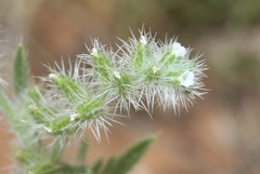 Cryptantha fendleri