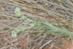 Cryptantha fendleri