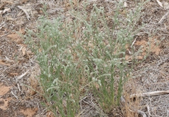 Cryptantha fendleri