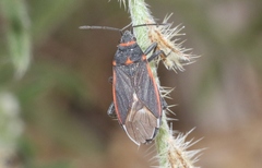 Melacoryphus lateralis