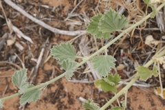 Sphaeralcea parvifolia