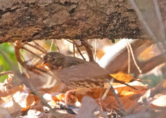 Passerella iliaca iliaca